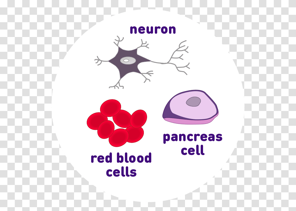 Neuron Pancreas Cell And Red Blood Cell Icons Circle, Outdoors, Plant, Flower, Nature Transparent Png