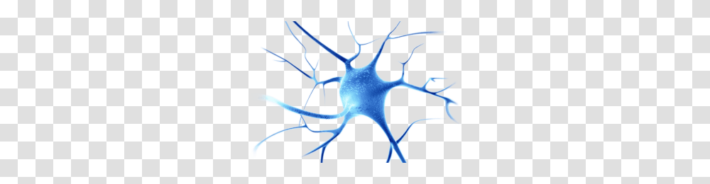 Neurons Image, Sea Life, Animal, Invertebrate, Bow Transparent Png