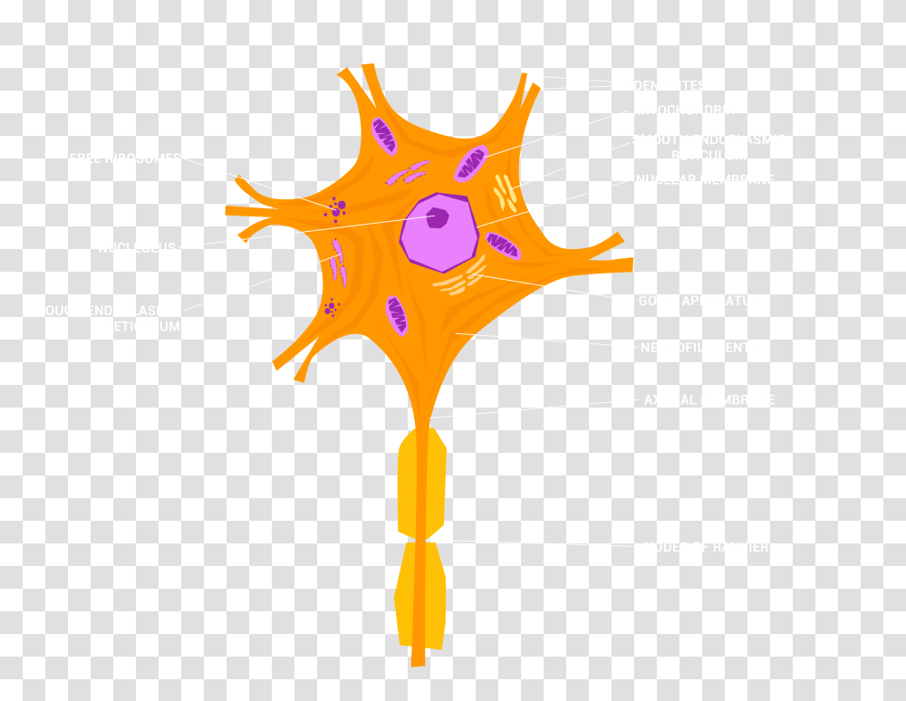 Neurons, Star Symbol, Wand, Leaf Transparent Png