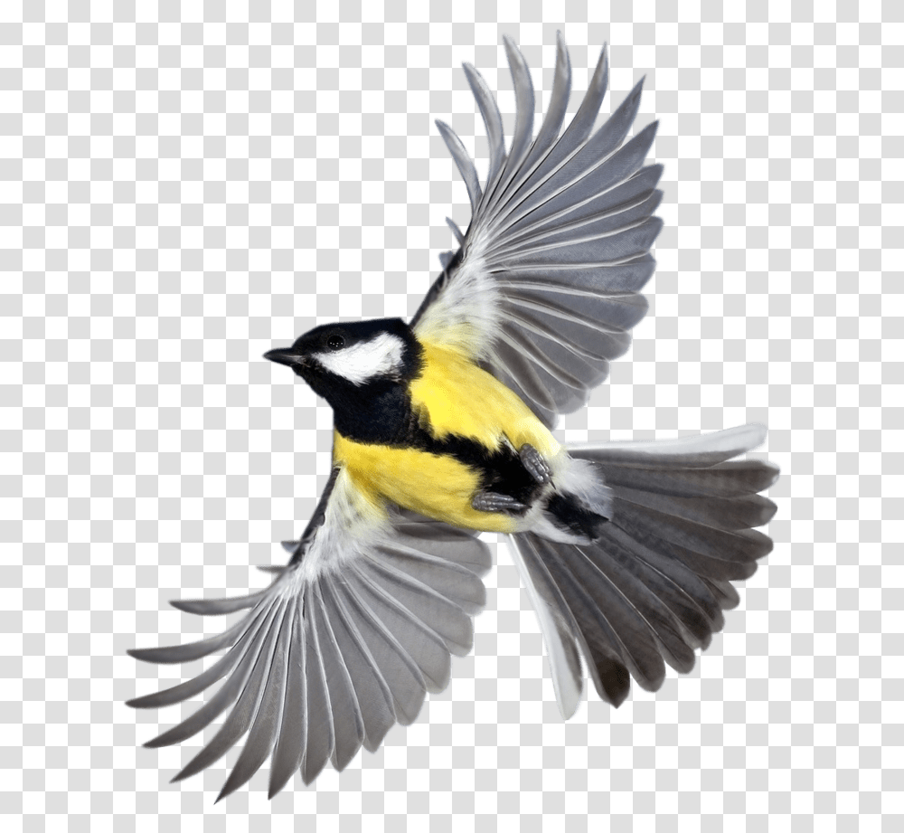 New Beautiful Flying Birds Hd Clipart Download Flying Bird, Animal, Finch, Canary, Jay Transparent Png