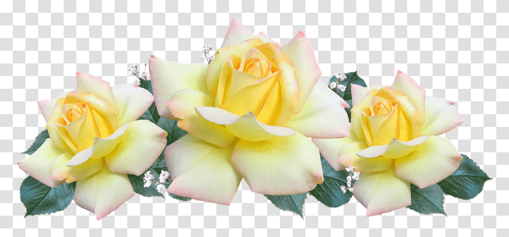 New Birthday Texts For Deceased Loved Ones Mensaje Feliz Dia De La Mujer, Rose, Flower, Plant, Blossom Transparent Png