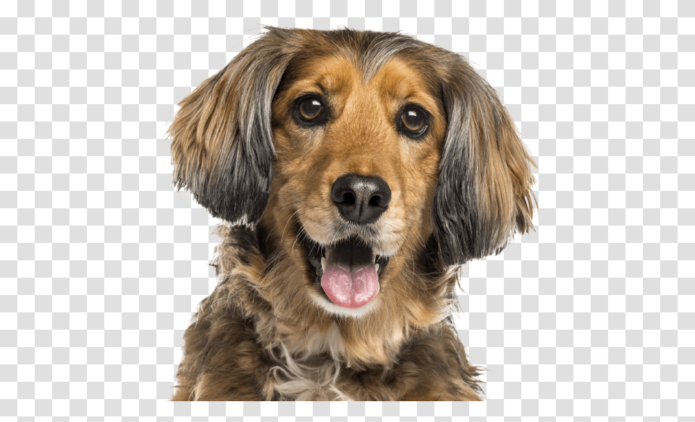 New Braunfels Vet At Comal Pet Hospital Dog Vitamins, Canine, Animal, Mammal, Cocker Spaniel Transparent Png