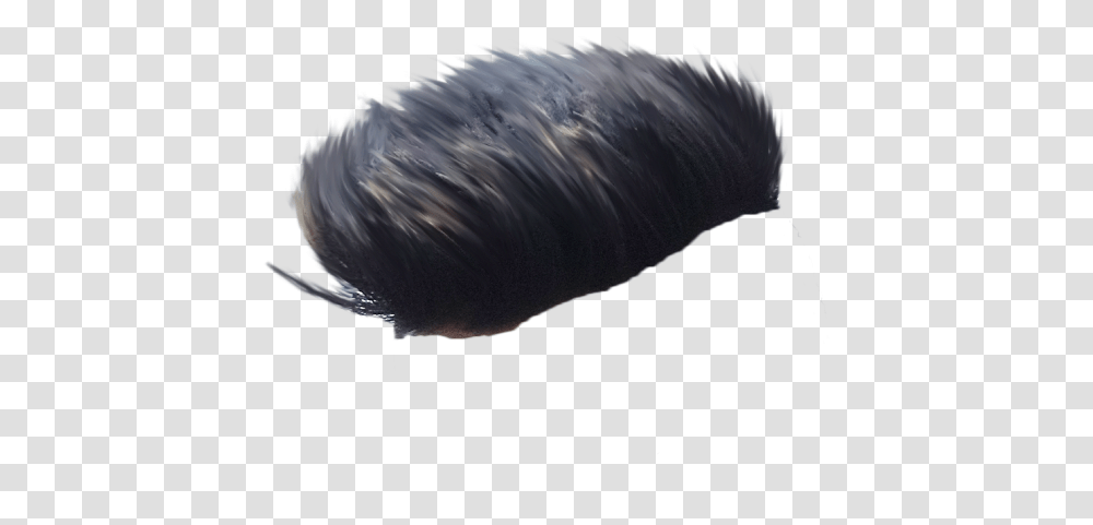 New Cb Hair, Mammal, Animal, Sea Life, Bird Transparent Png