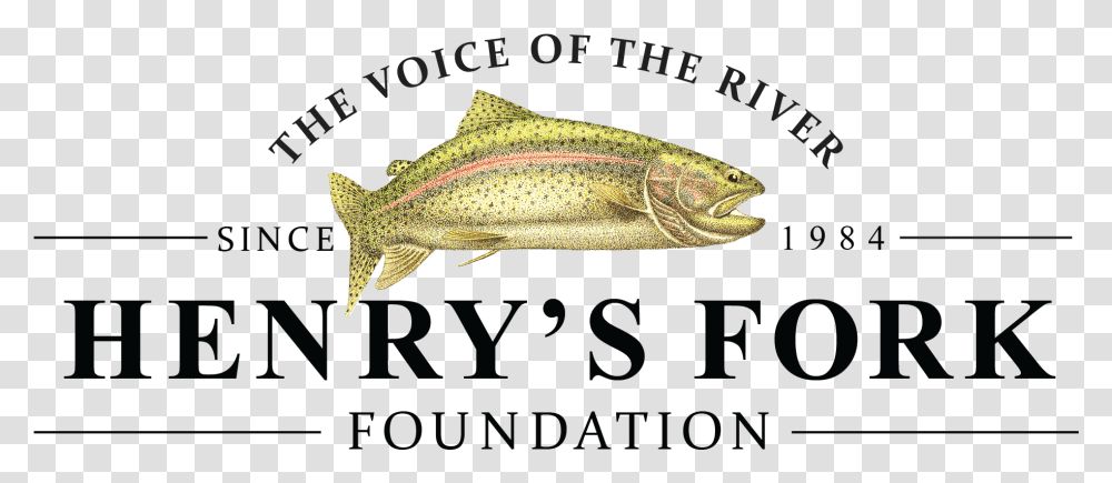 New Color Logo News, Fish, Animal, Coho, Cod Transparent Png