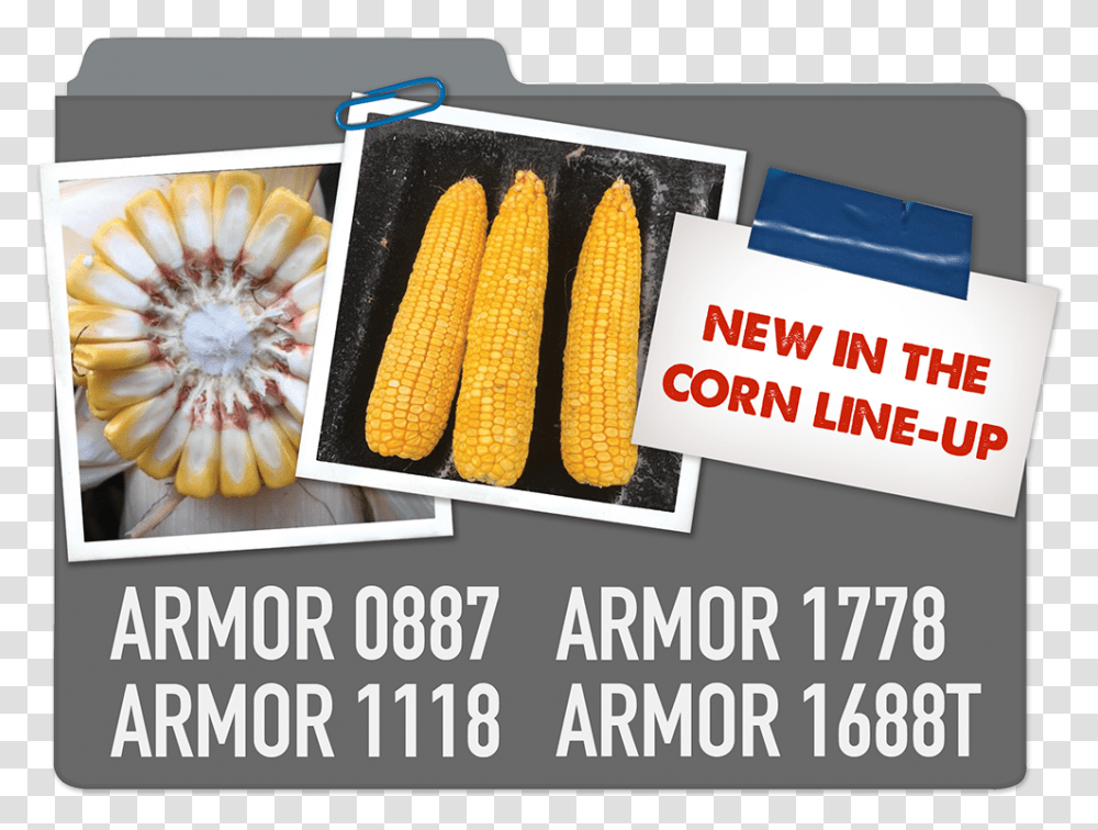New Corn Line Up Armor 0887 Armor 1778 Armor 1118 Corn Kernels, Plant, Vegetable, Food, Pineapple Transparent Png