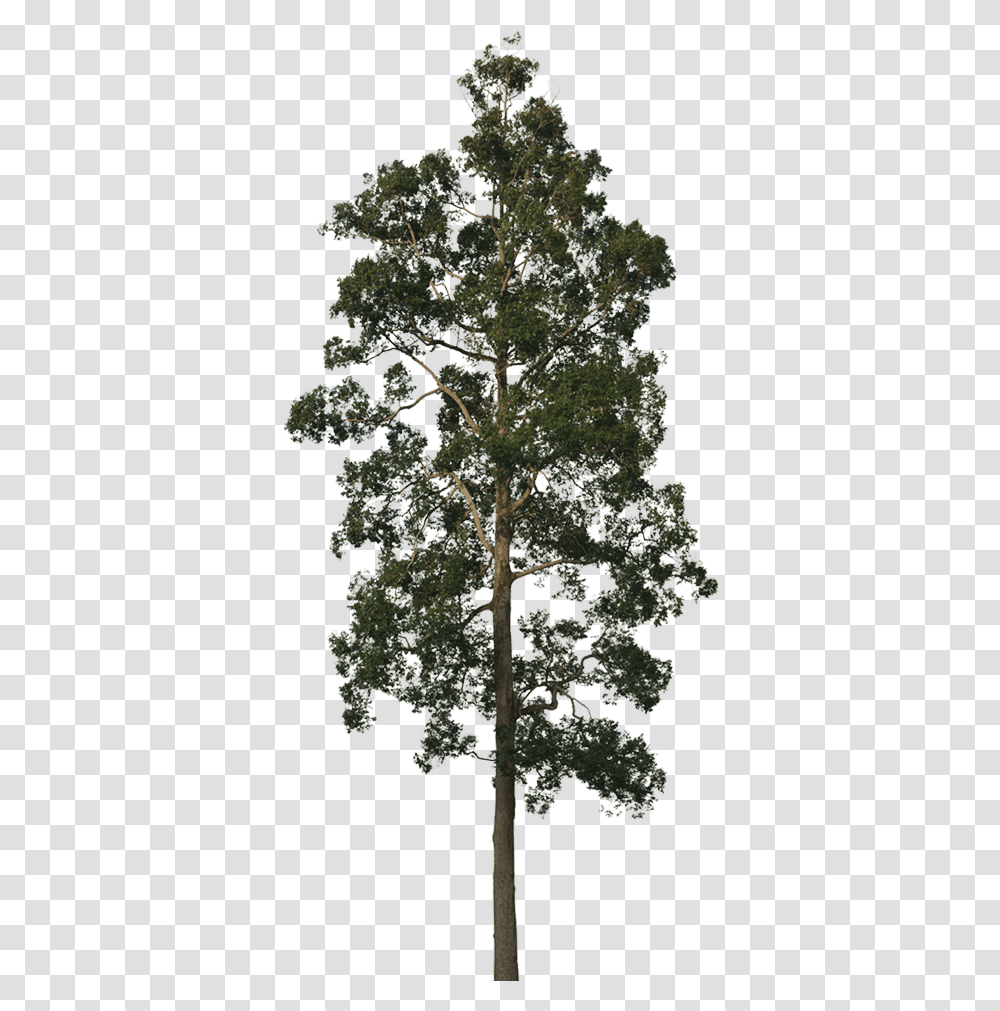 New Forests Sequoia, Tree, Plant, Conifer, Pattern Transparent Png
