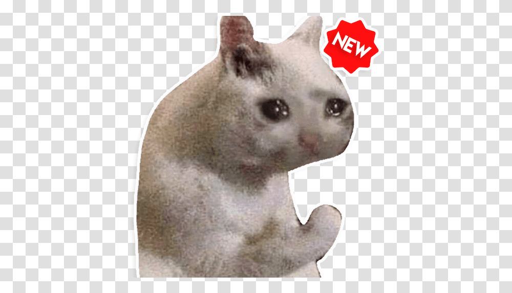 New Funny Cat Memes Stickers Memes Funny Love Memes, Pet, Mammal, Animal, Siamese Transparent Png