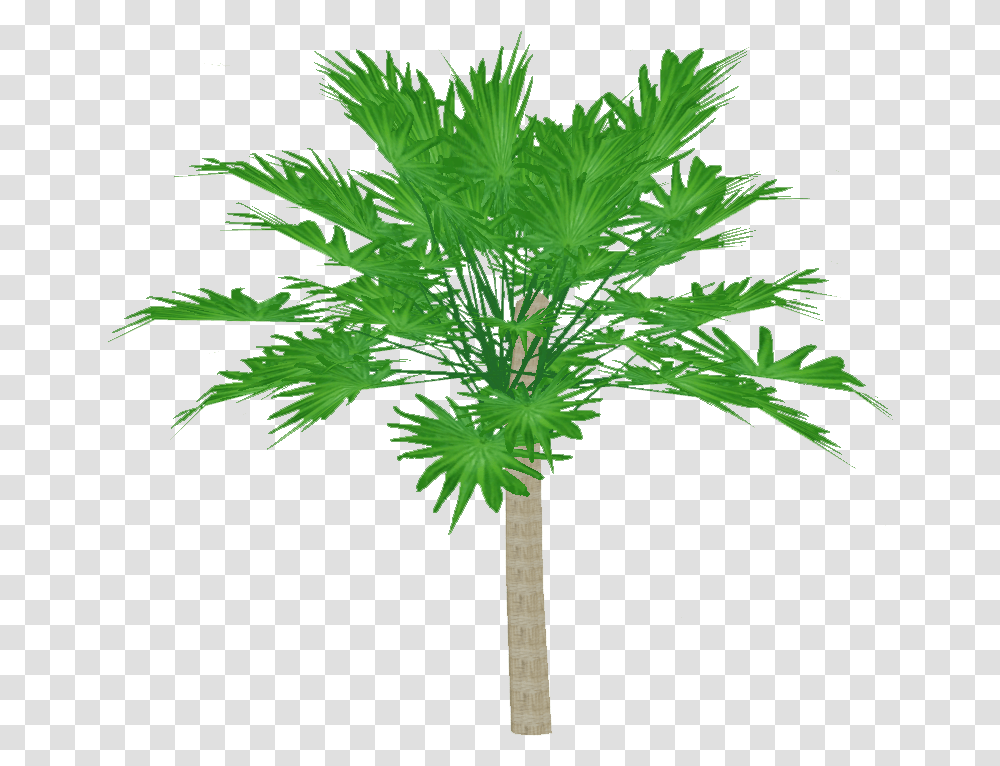 New Guinea Palmyra Palm Artifex Zt2 Download Library Fresh, Plant, Tree, Palm Tree, Arecaceae Transparent Png