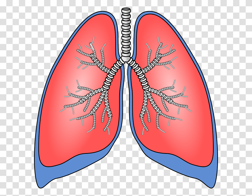 New Immunotherapy For Lung Cancer News, Pattern, Ornament, Fractal, Heart Transparent Png