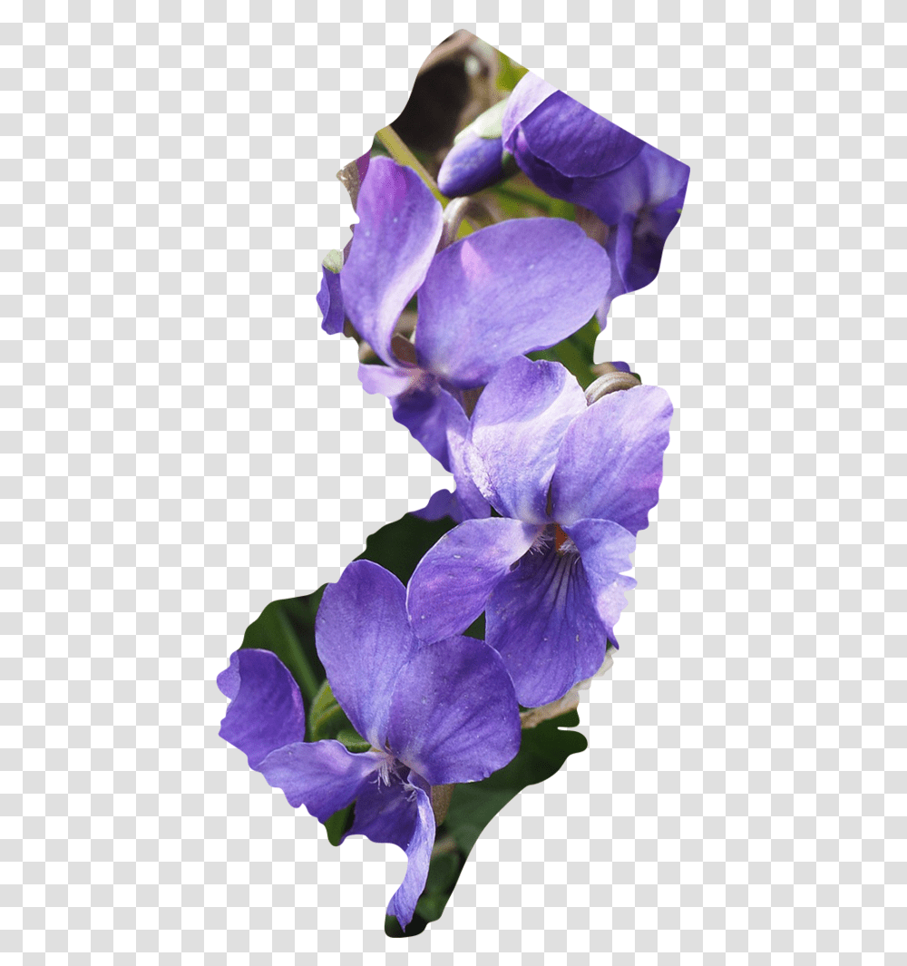 New Jersey Duranta, Geranium, Flower, Plant, Blossom Transparent Png