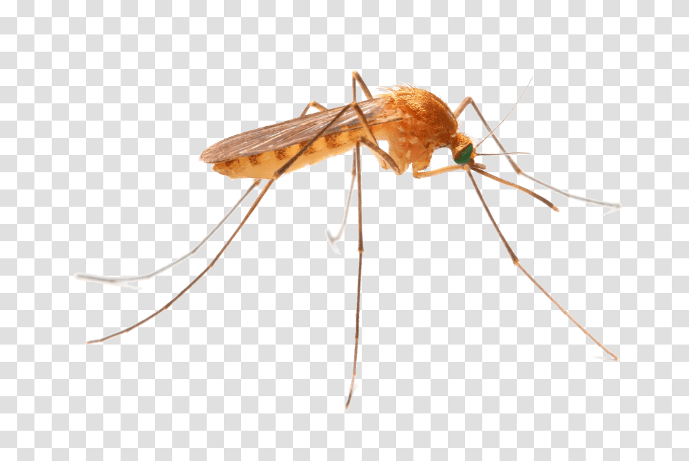 New Jersey Mosquito Control, Insect, Invertebrate, Animal Transparent Png
