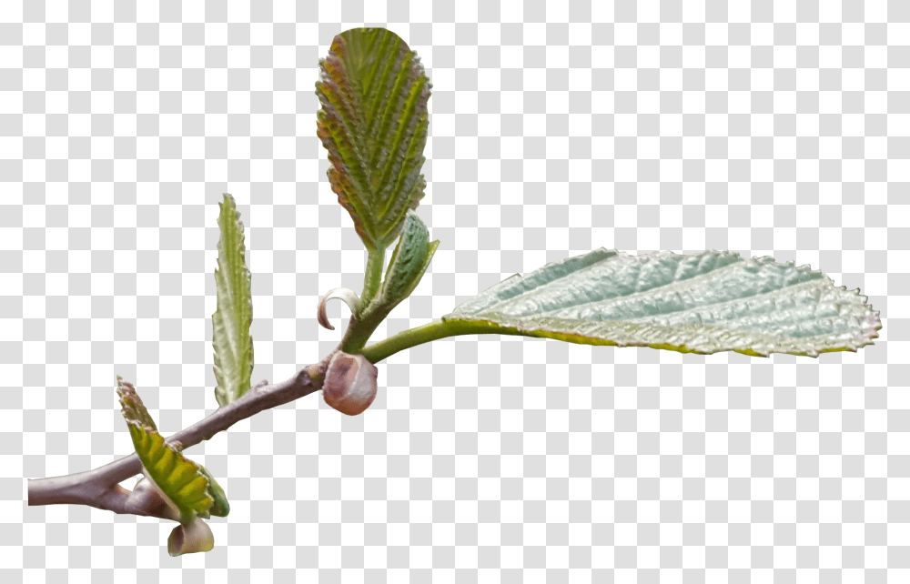 New Leaf Shoots Image Tree Image Flower Leaves No Background, Potted Plant, Vase, Jar, Pottery Transparent Png