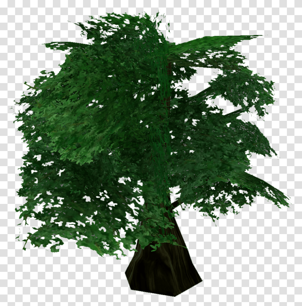 New Mexico Maple, Plant, Tree, Leaf, Moss Transparent Png