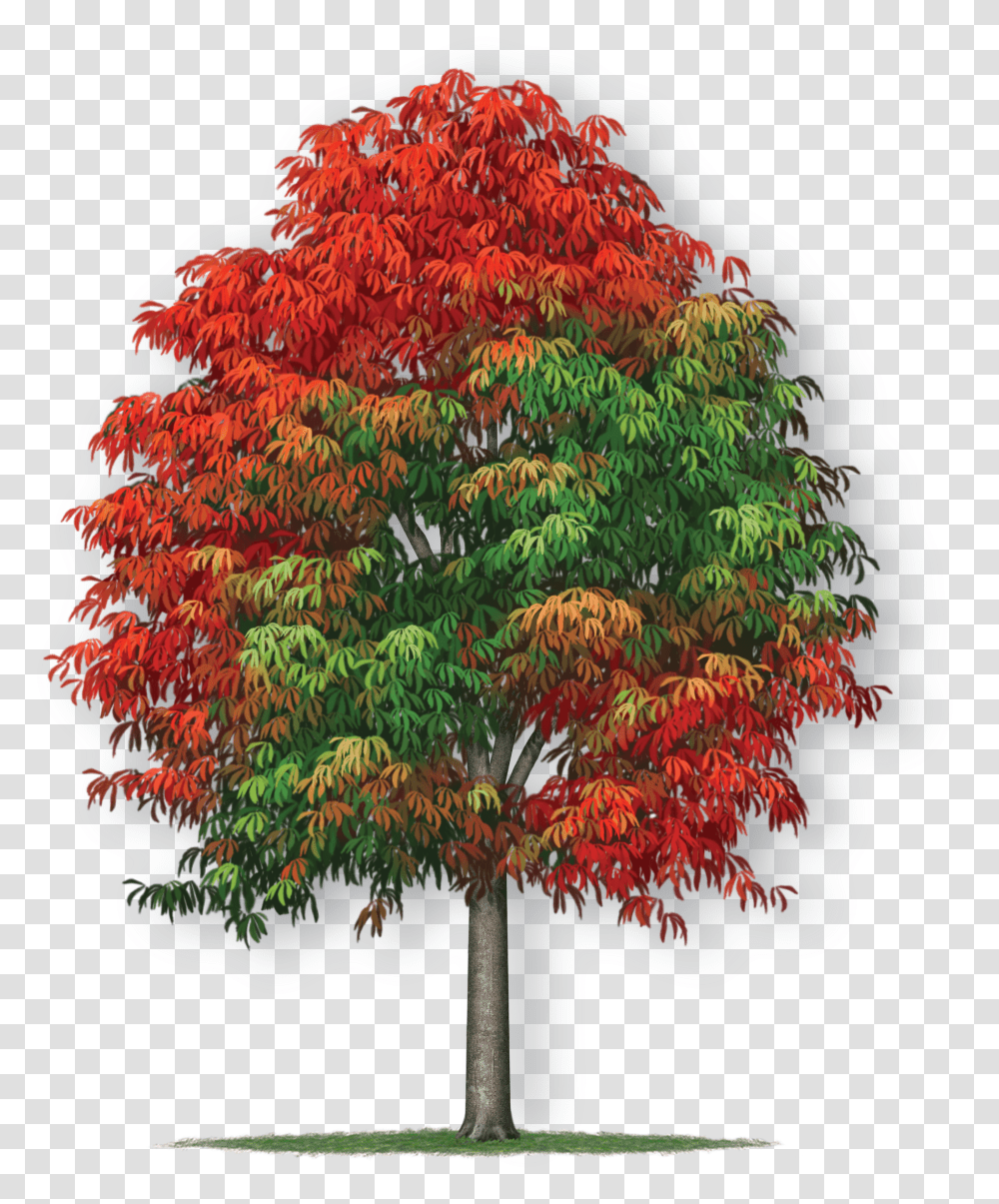 New Mexico Maple Transparent Png