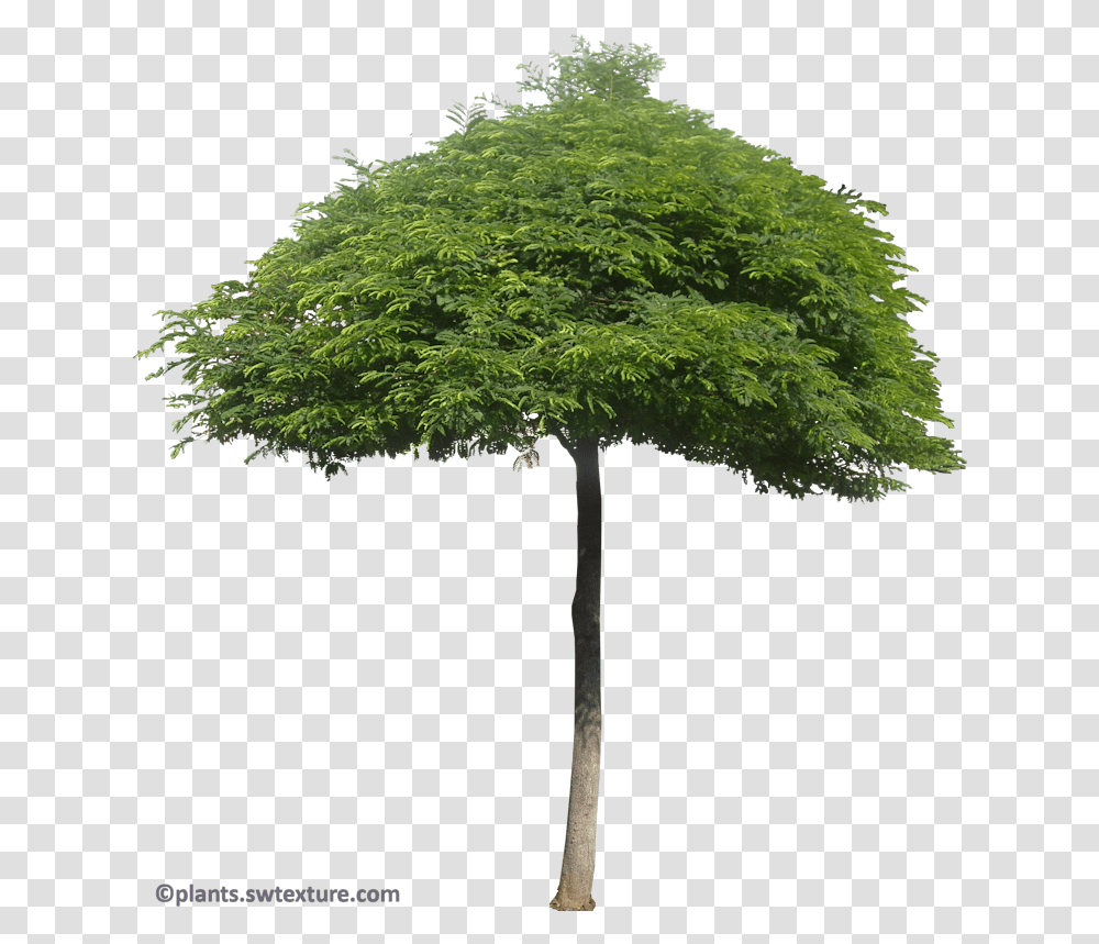 New Mexico Maple, Tree, Plant, Oak, Tree Trunk Transparent Png