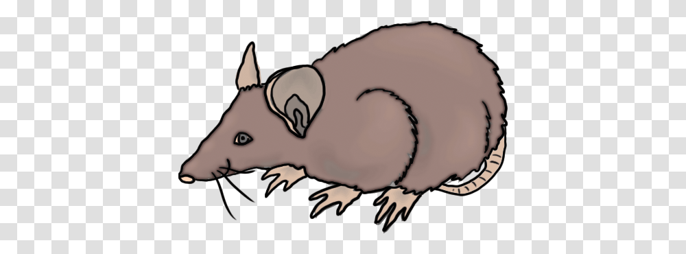 New Rat Clip Art Rat Black And White Clipart Clipart Suggest, Mammal, Animal, Wildlife, Beaver Transparent Png