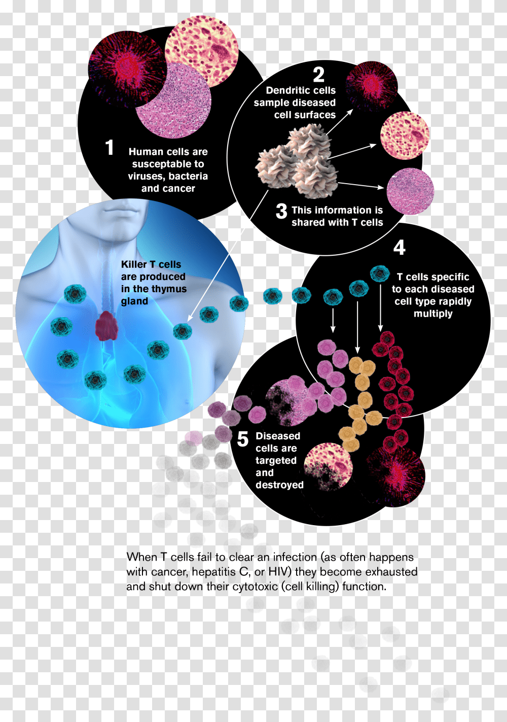 New Research Probes Key Component Of The Immune System Asu Immune System Is Key, Sphere, Outer Space, Astronomy, Universe Transparent Png