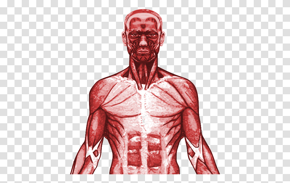 New Specification Gcse Pe Muscular System Powerpoint Muscular System, Torso, Skin, Person, Human Transparent Png