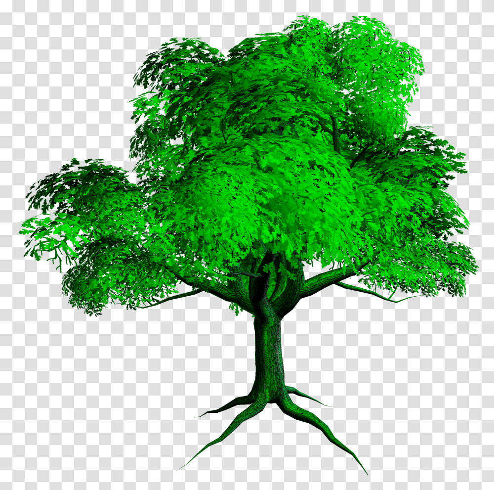 New Tree Hd Background For Photoshop, Plant, Maple, Pattern, Leaf Transparent Png