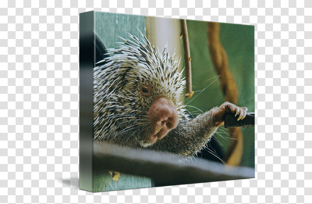 New World Porcupine, Hedgehog, Mammal, Animal, Bird Transparent Png