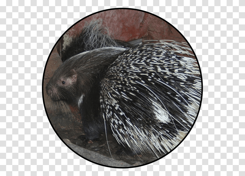 New World Porcupine, Rodent, Mammal, Animal, Rat Transparent Png