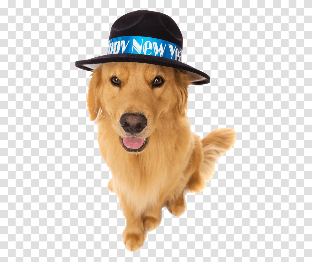 New Years Eve Dog, Apparel, Golden Retriever, Pet Transparent Png