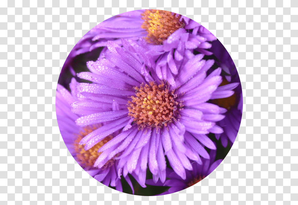 New York Aster, Plant, Daisy, Flower, Daisies Transparent Png