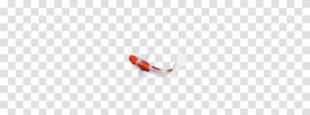 New York Koi, Fish, Animal, Carp, Bird Transparent Png