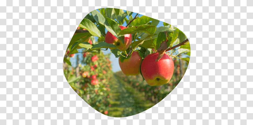 New Zealand Grown Apples Sliced Diced Apples, Fruit, Plant, Food, Peach Transparent Png