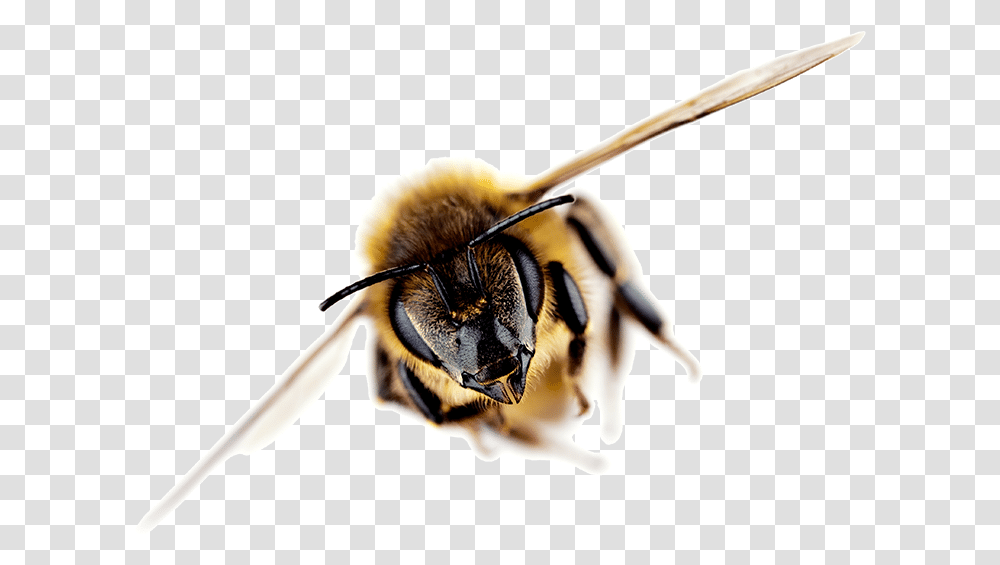 New Zealand Honey Bee Bee Reference, Apidae, Insect, Invertebrate, Animal Transparent Png