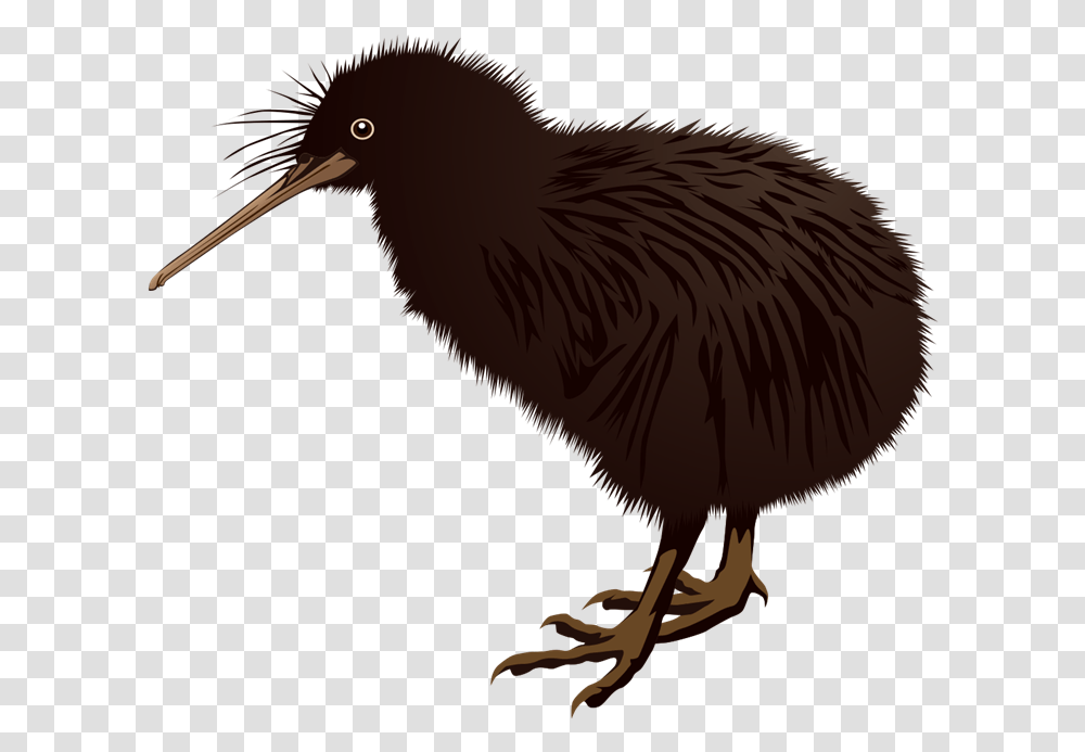 New Zealand Kiwi Bird Clipart, Animal Transparent Png