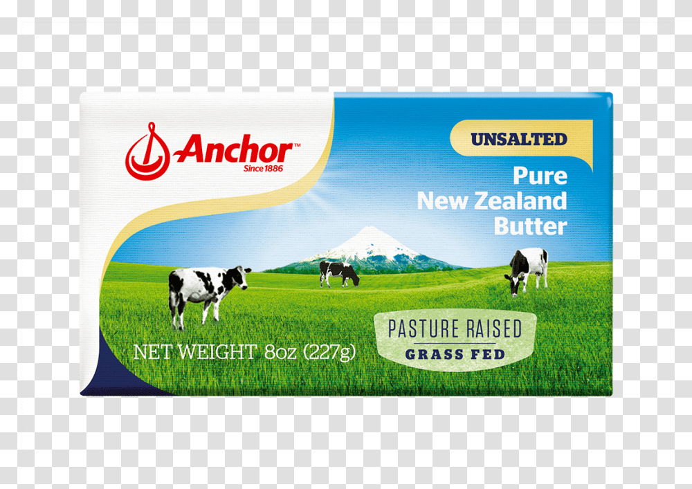 New Zealand Pasture Dairy, Cow, Cattle, Mammal, Animal Transparent Png