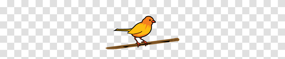 News Archive Threading Building Blocks, Bird, Animal, Canary, Finch Transparent Png