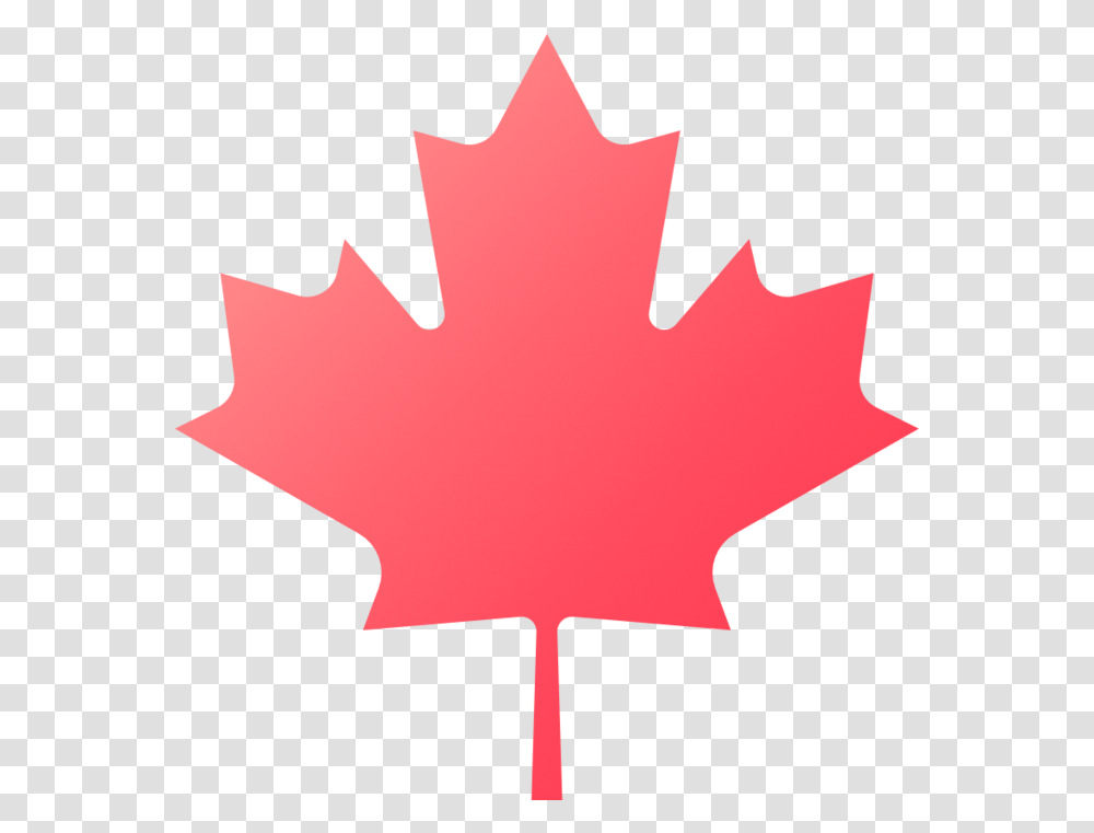 News Virocule Canada Leaf, Plant, Tree, Maple Leaf, Person Transparent Png