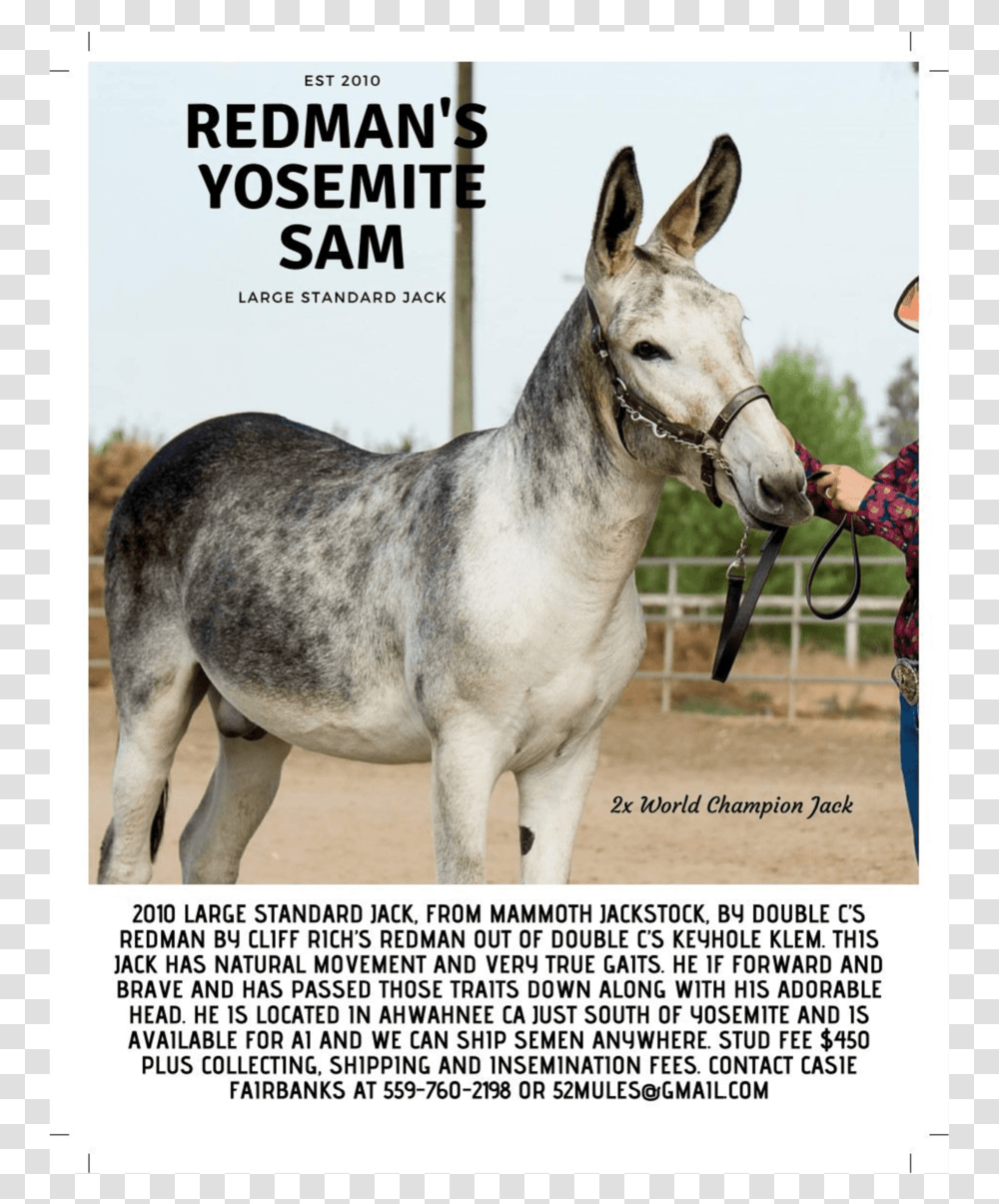 Newsletter Oct2018 05 Min, Horse, Mammal, Animal, Donkey Transparent Png
