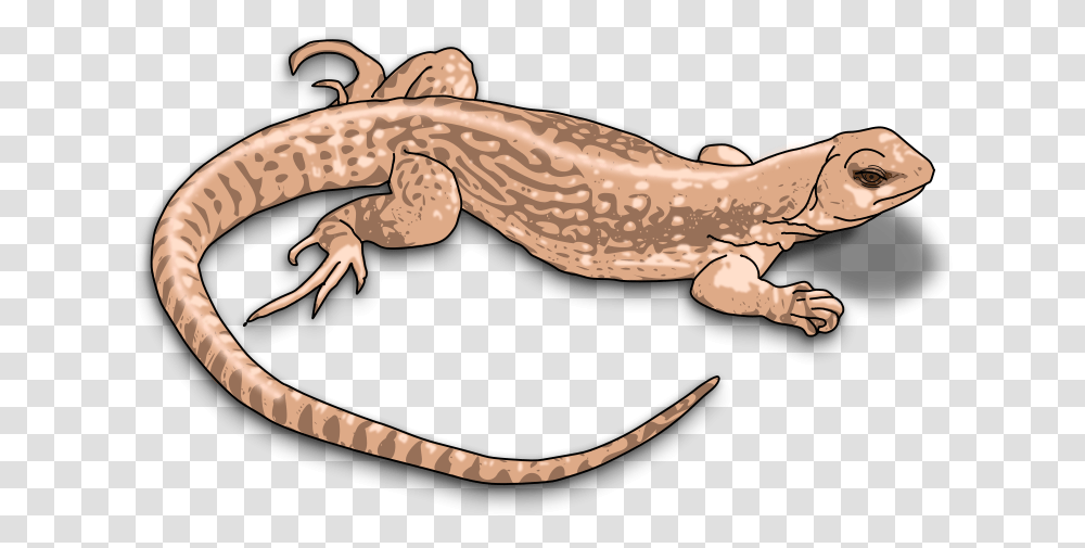 Newt Clipart Clipart Lizard, Gecko, Reptile, Animal, Anole Transparent Png