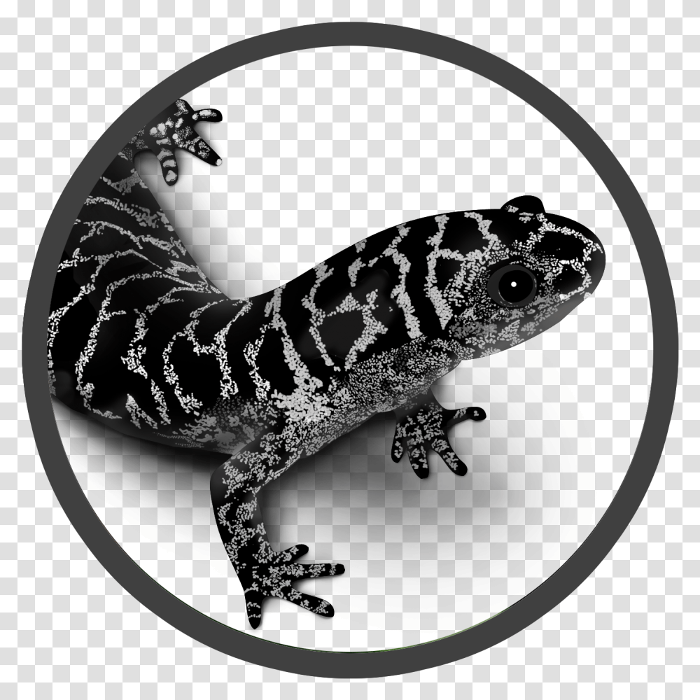 Newt Drawing Marbled Salamander Frosted Flatwoods Salamander Amphibian Foundation, Gecko, Lizard, Reptile, Animal Transparent Png