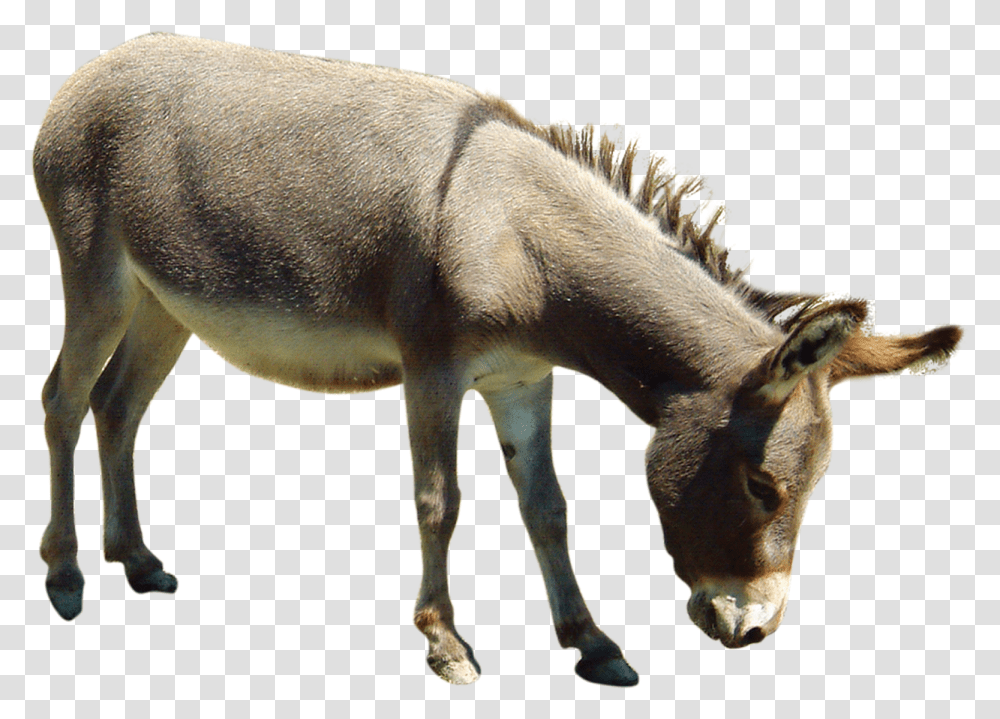 Nh Ng Con Nga, Mammal, Animal, Donkey, Antelope Transparent Png