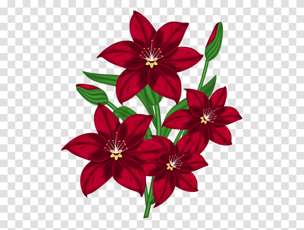 Nice Red Flower, Plant, Blossom, Amaryllis, Gladiolus Transparent Png