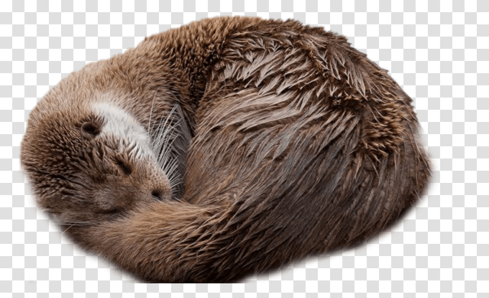 Nick Name Is Otter Otter Taking A Nap, Wildlife, Animal, Mammal Transparent Png
