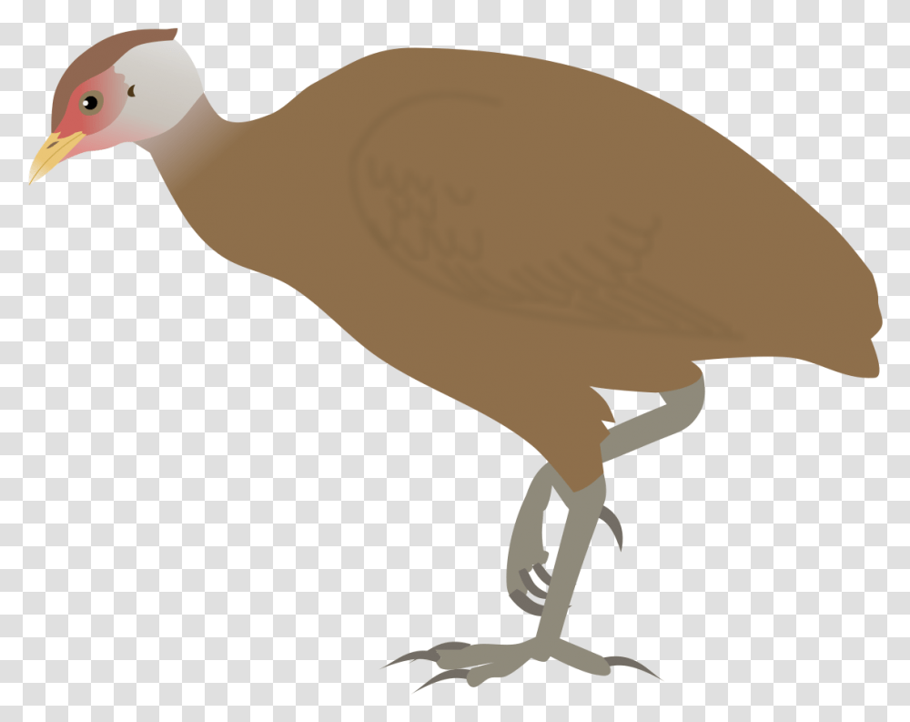 Nicobar Megapode, Bird, Animal, Fowl, Kiwi Bird Transparent Png