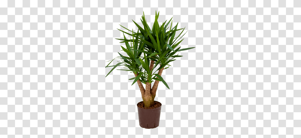 Nieuwkoop Europe Palm Trees, Plant, Arecaceae, Vegetation, Agavaceae Transparent Png