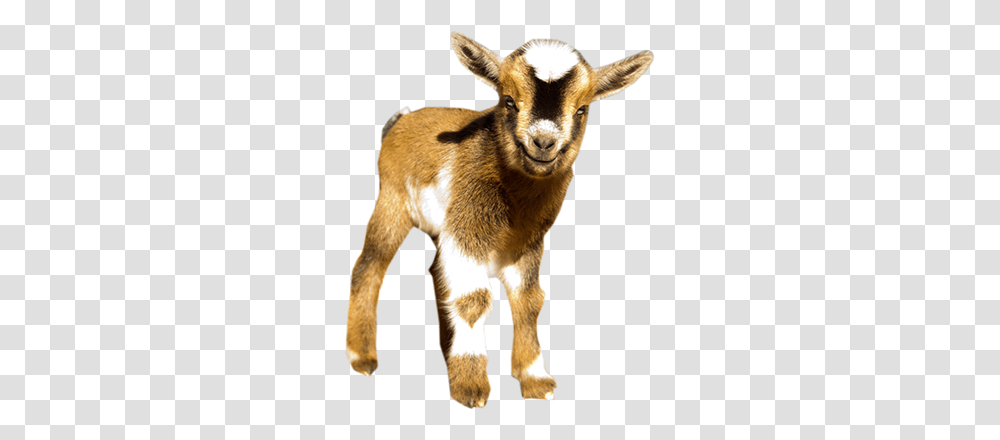 Nigerian Dwarf Goats Nigerian Dwarf Goat, Mammal, Animal, Dog, Pet Transparent Png