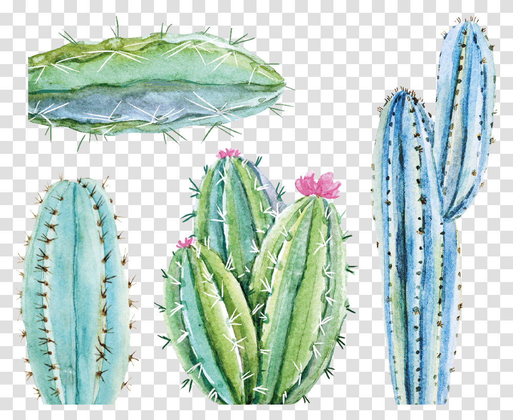 Night Blooming Cactus, Plant Transparent Png