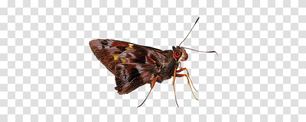 Night Butterfly Animals, Moth, Insect, Invertebrate Transparent Png