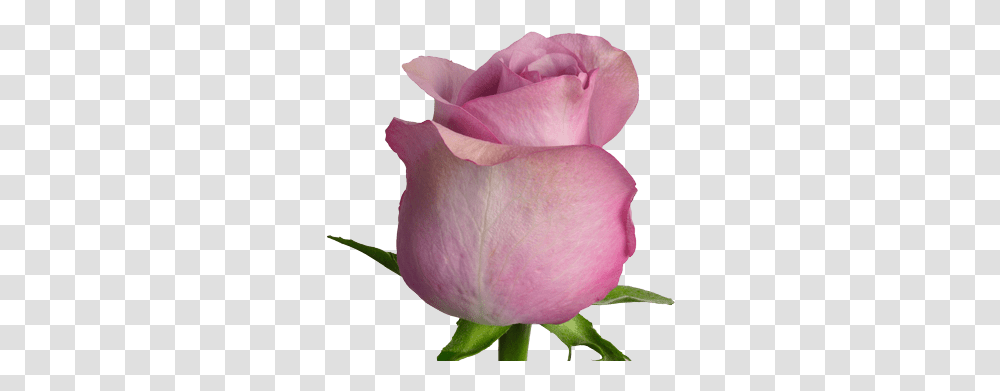 Nightingale Standard Roses Lilac Nightingale Roses, Flower, Plant, Blossom, Petal Transparent Png