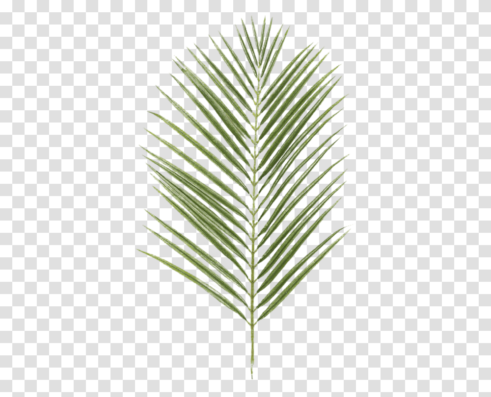 Nike Goddess Palm Branch, Plant, Leaf, Tree, Conifer Transparent Png