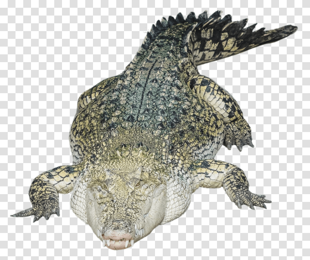 Nile Crocodile Alligator Crocodile, Reptile, Animal, Lizard, Turtle Transparent Png