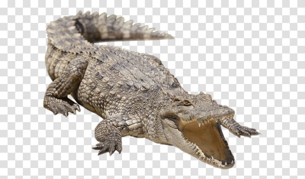 Nile Crocodile Alligator Siamese Crocodile Freshwater Siamese Crocodile Clipart, Lizard, Reptile, Animal Transparent Png