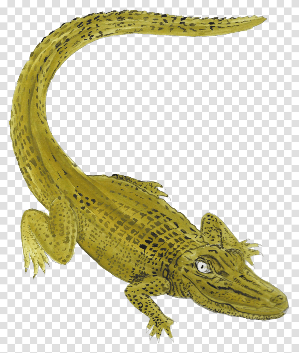 Nile Crocodile American Crocodile, Reptile, Animal, Alligator, Snake Transparent Png